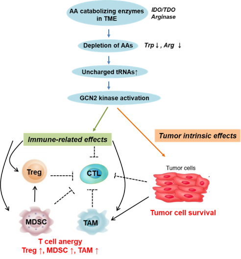 MoA (Mechanism of Action)