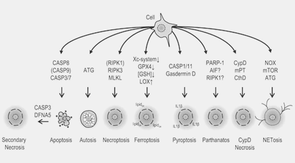 Inflammatory disease