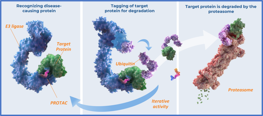 Targeted Protein Degradation